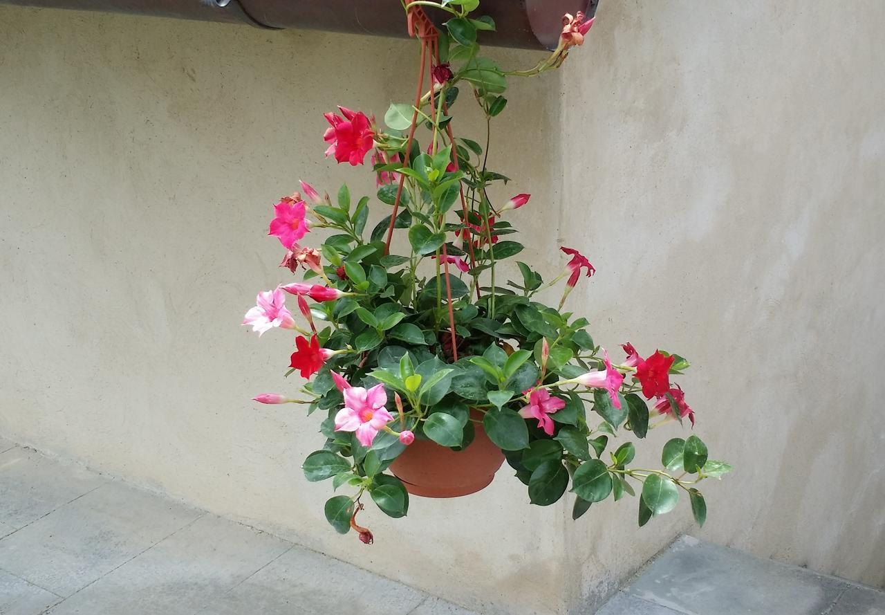 B&B Le Torri Di Firenze Fiesole Buitenkant foto
